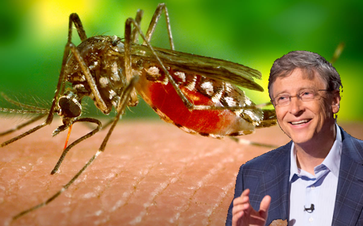 Bill Gates paga para crear mosquitos que podrían reducir enfermedades