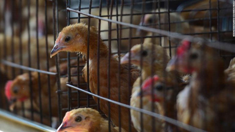 Se extiende la gripe aviar por Europa y Asia: hay alerta en la industria avícola