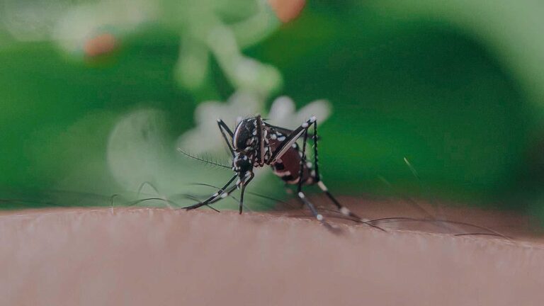 No son mosquitos sino “mosquitas” las que pican, ve qué no debes hacer, según la UNAM