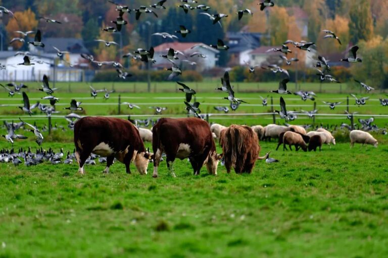 Contagio de H5N1: reportan otro caso en una persona contagiada por vacas con influenza aviar en Estados Unidos