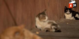 ¡Descubre el Refugio de Animales Rescatados en la CDMX: Un Oasis de Esperanza para Nuestros Amigos Peludos!