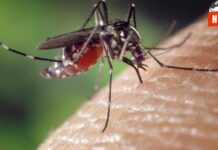 ¡Alerta Roja en Sinaloa! Primer Fallecimiento por Dengue Mortal Reportado