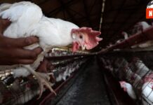 ¡Alerta en California! Un niño se enfrenta a la peligrosa gripe aviar H5N1