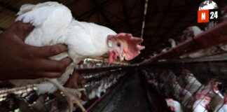 ¡Alerta en California! Un niño se enfrenta a la peligrosa gripe aviar H5N1