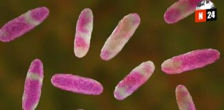 ¡Alerta sanitaria en Edomex! Bacteria mortal Klebsiella oxytoca se propaga en hospitales