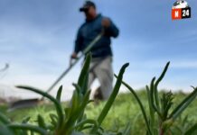 ¡Maíz Nativo en Peligro! La Batalla por Proteger la Biodiversidad de México