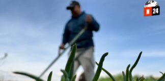 ¡Maíz Nativo en Peligro! La Batalla por Proteger la Biodiversidad de México