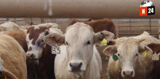 Golpe a ganaderos mexicanos: EU cierra frontera por tercera vez y las pérdidas superan los $400 millones