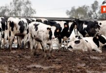 Sheinbaum califica de “exagerada” la medida de EE.UU. contra el ganado mexicano por plaga