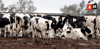 Sheinbaum califica de “exagerada” la medida de EE.UU. contra el ganado mexicano por plaga