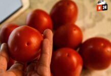 EE.UU. impone arancel del 17% a tomates mexicanos: ¿Cómo afectará tu bolsillo?