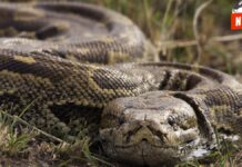 Madre rusa y sus hijas vivieron 8 años en una cueva de la India: “Las serpientes son nuestras amigas”