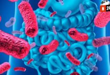 Tu intestino podría estar programando tu cerebro: el sorprendente vínculo microbiano