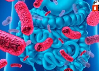 Tu intestino podría estar programando tu cerebro: el sorprendente vínculo microbiano