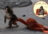 Punch, el mono que halló consuelo en un peluche, inspira un libro en Japón