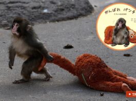 Punch, el mono que halló consuelo en un peluche, inspira un libro en Japón